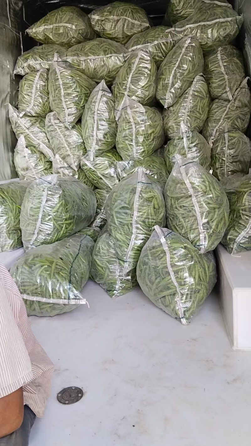 鲜辣椒可装箱淹渍大量现货