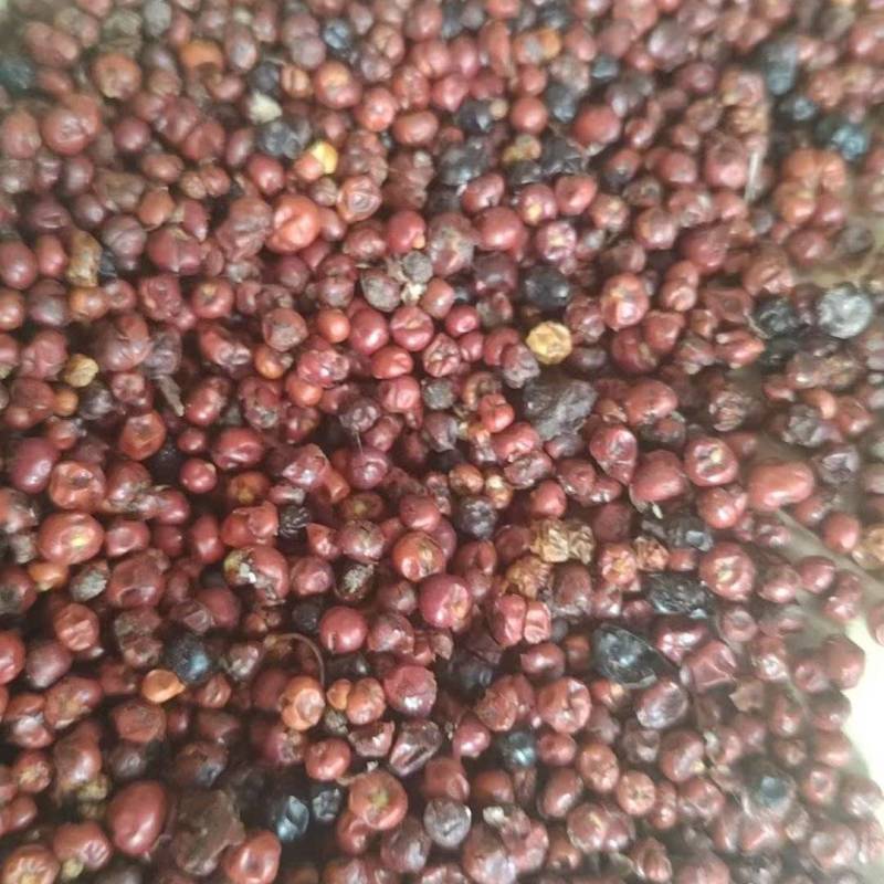 优质品种茜草籽，产量高，抗旱常年供应，不包邮