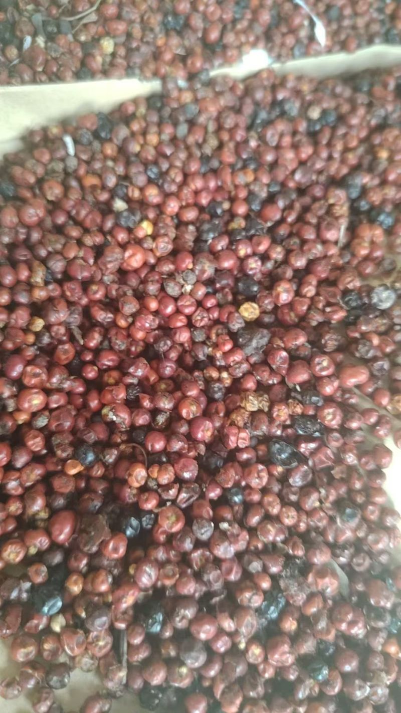 优质品种茜草籽，产量高，抗旱常年供应，不包邮