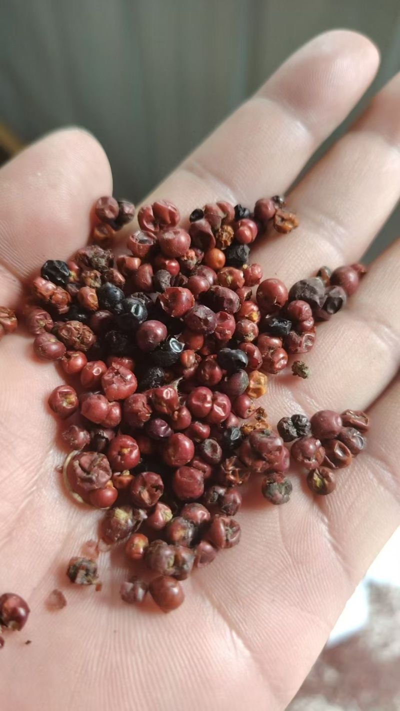 优质品种茜草籽，产量高，抗旱常年供应，不包邮