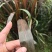 牧草宜隆二号牧草饲料牛羊猪鸡鹅养殖场动物园家畜喂养赛马牧草