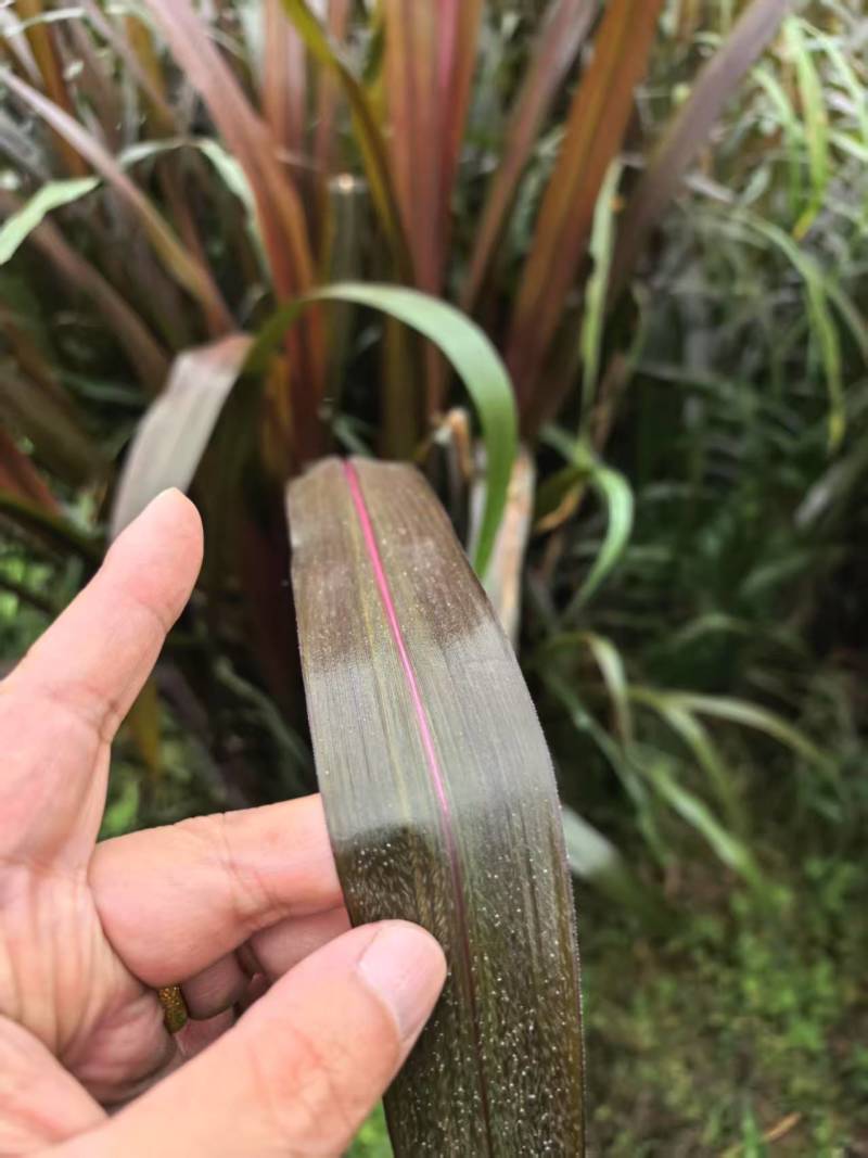 牧草宜隆二号牧草饲料牛羊猪鸡鹅养殖场动物园家畜喂养赛马牧草
