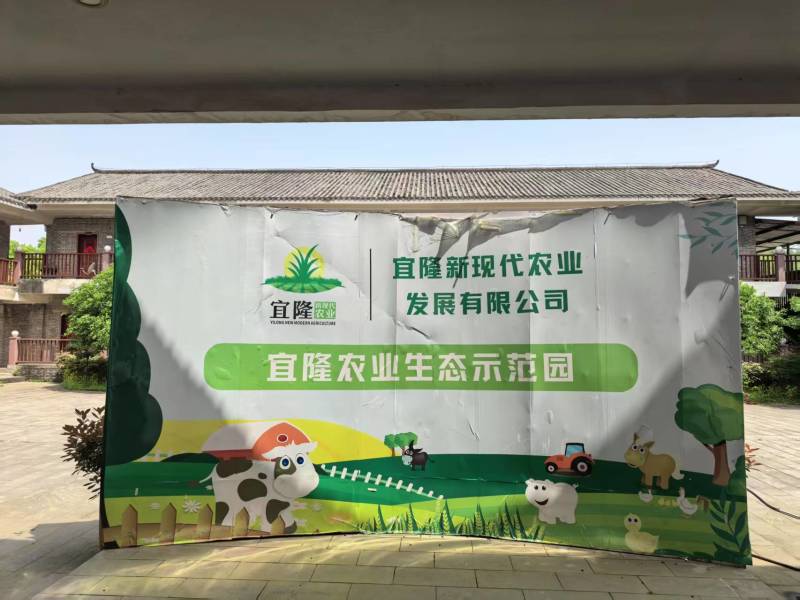 牧草宜隆二号牧草饲料牛羊猪鸡鹅养殖场动物园家畜喂养赛马牧草