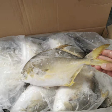 金鲳鱼价格优，一手货源全国各地均可直达