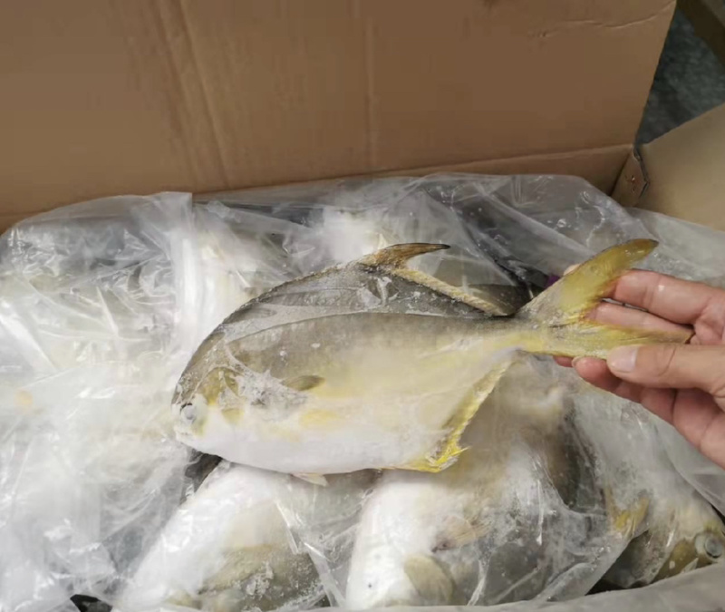 金鲳鱼价格优，一手货源全国各地均可直达