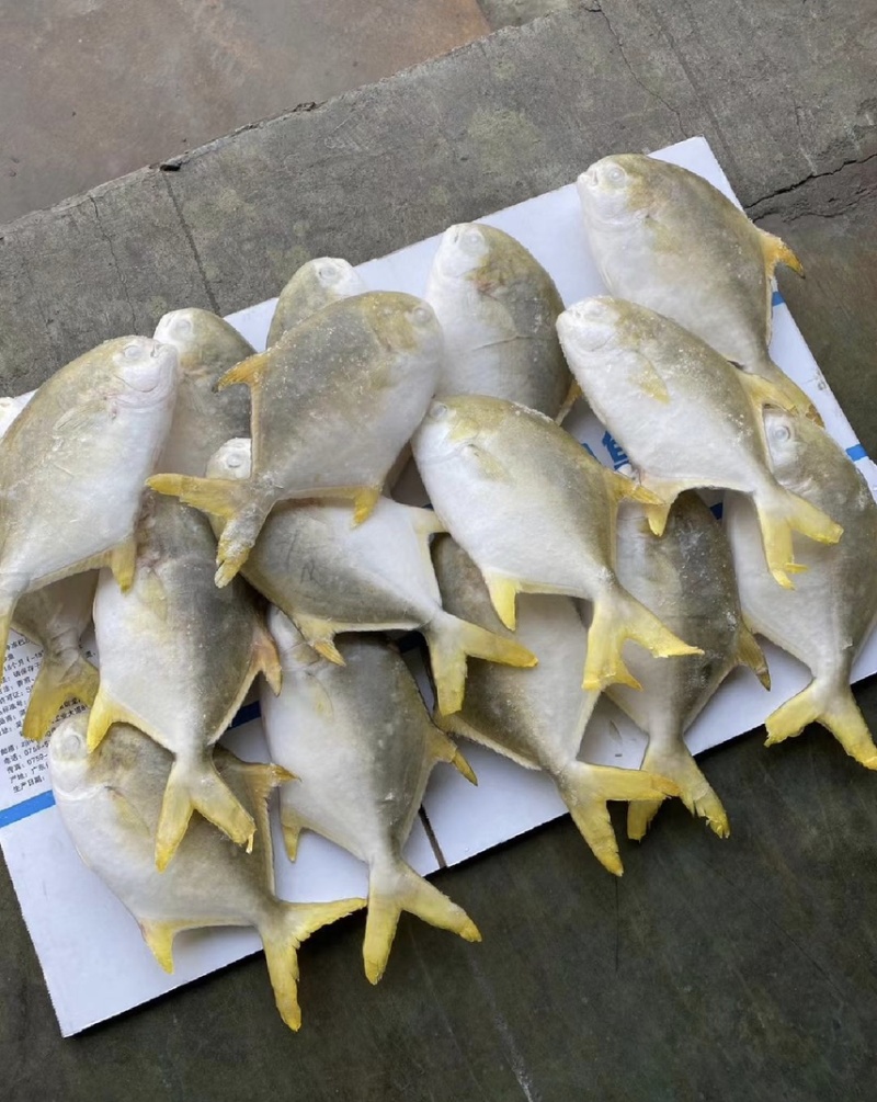 金鲳鱼价格优，一手货源全国各地均可直达