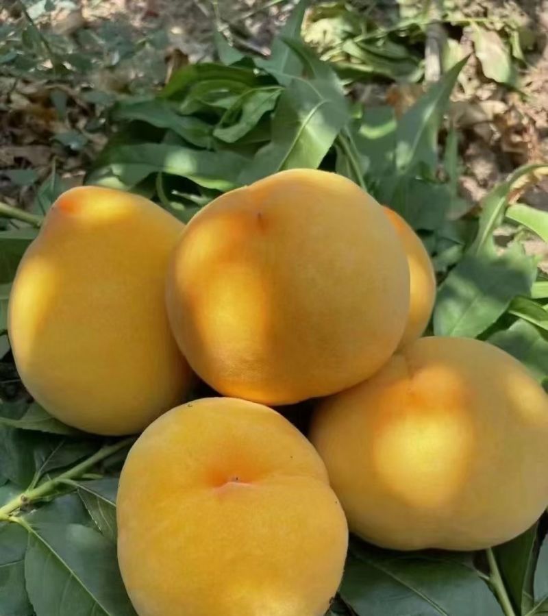 黄桃