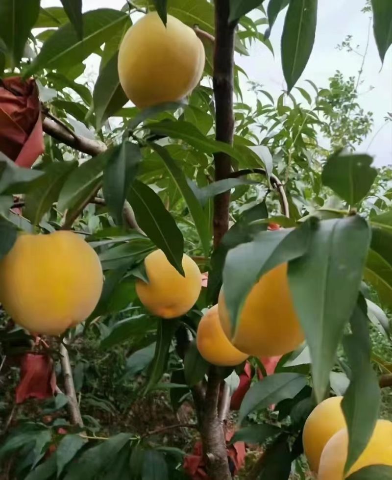 黄桃