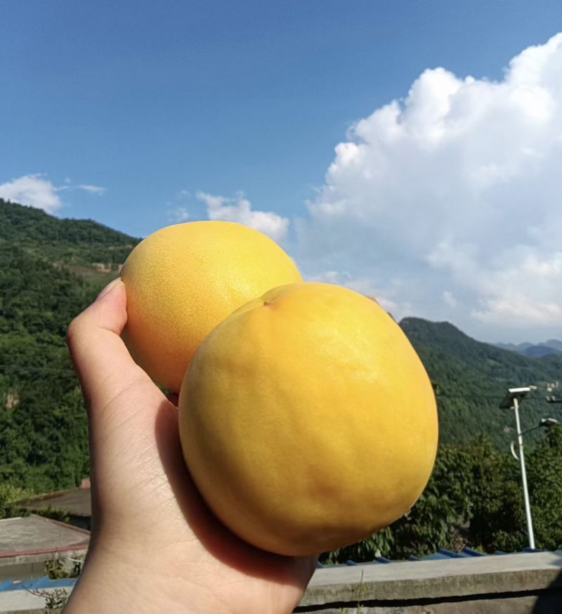 桃子