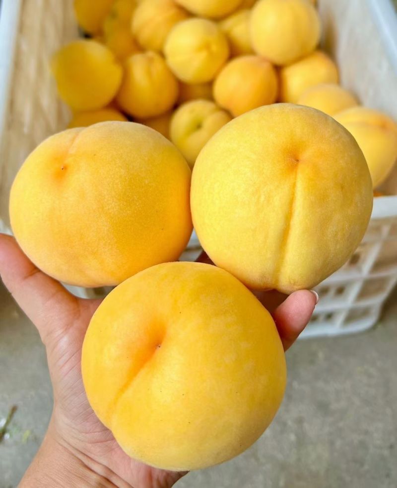 桃子