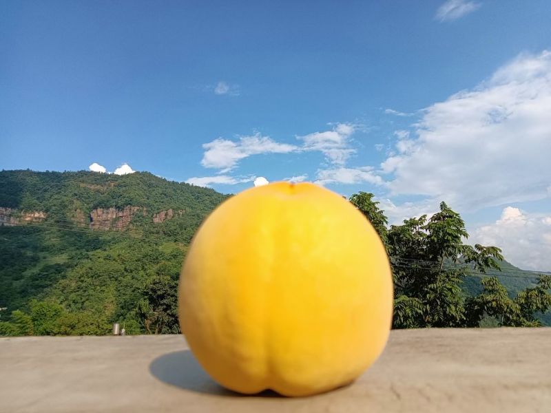 桃子