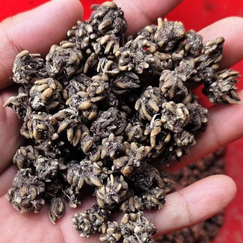 有需要猫爪草的可以随时联系