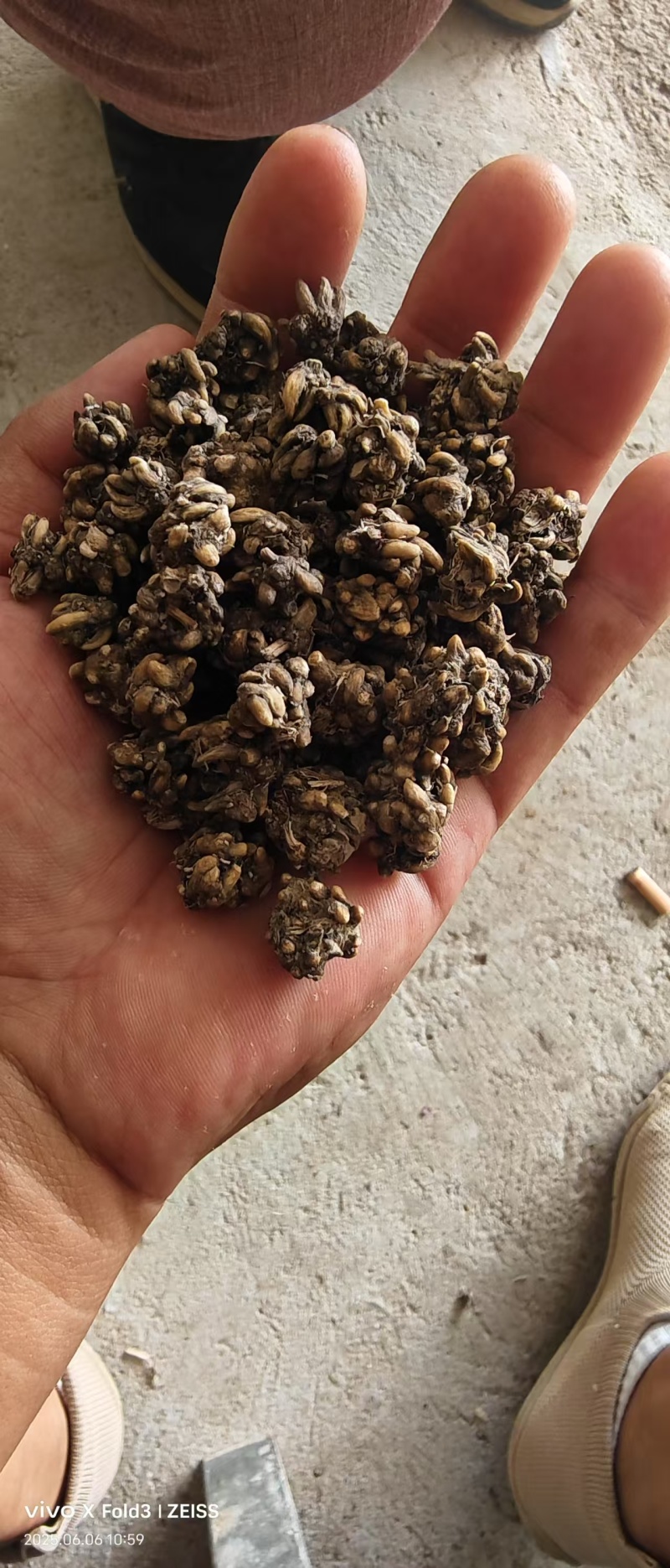 有需要猫爪草的可以随时联系