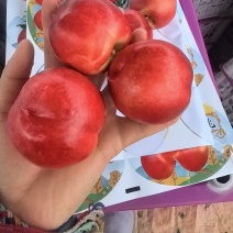 精品白肉油桃:中油系列大量上市价格便宜全国代发