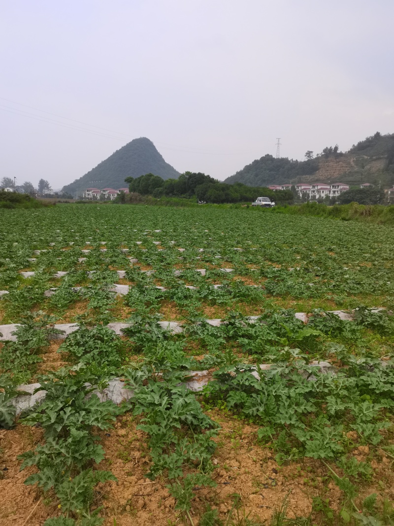 麒麟西瓜