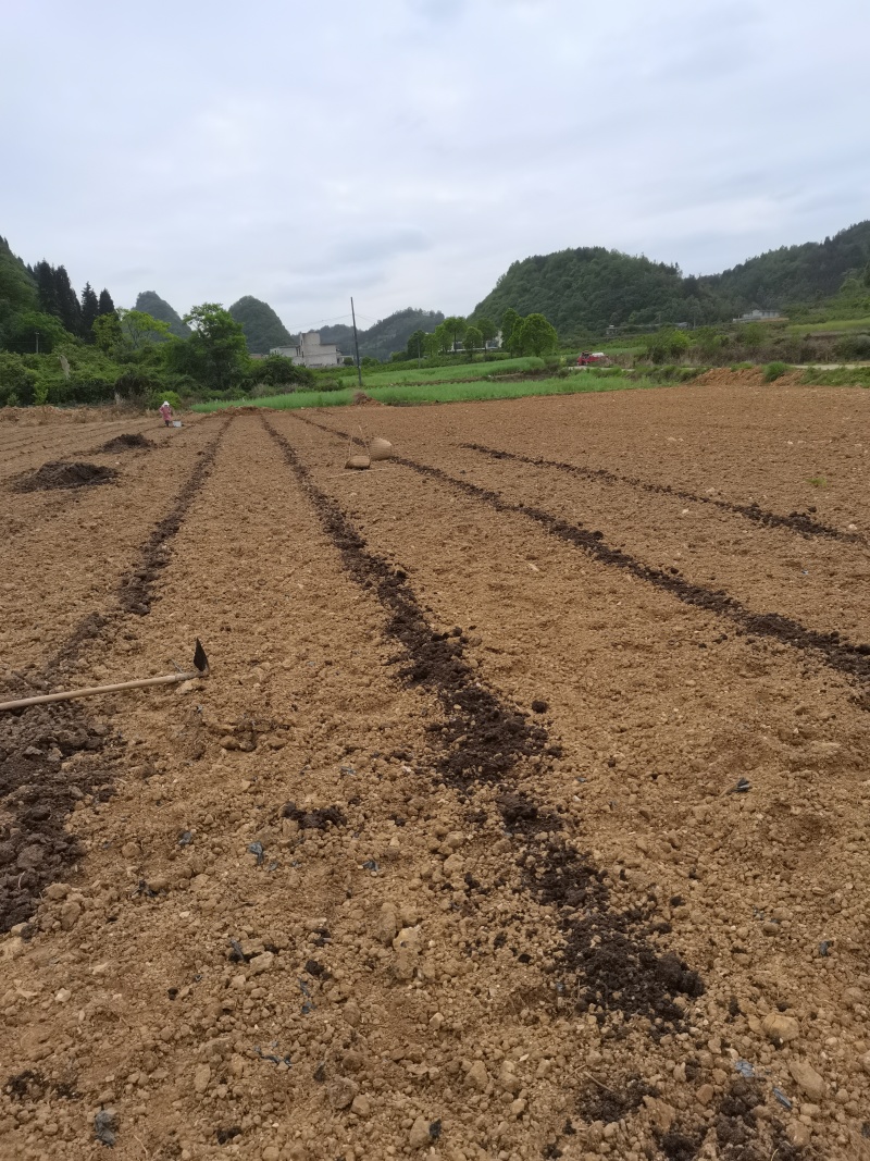 麒麟西瓜