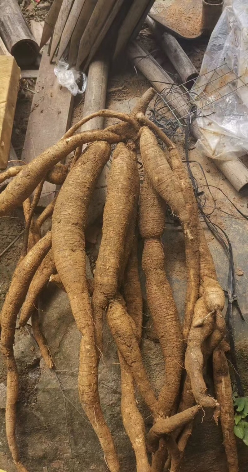 牛大力苗，小叶牛大力苗，高产牛大力苗