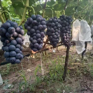 精品夏黑葡萄种植基地各大商超平台冷链，均可供货