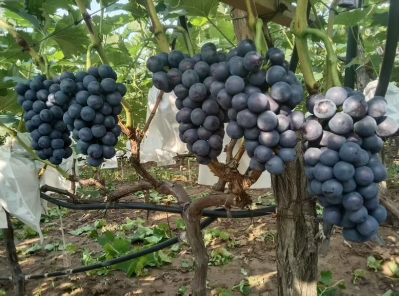 精品夏黑葡萄种植基地各大商超平台冷链，均可供货