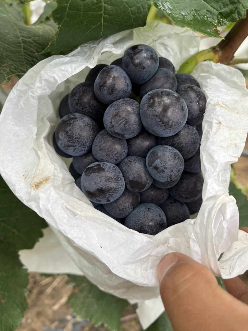 精品夏黑葡萄种植基地各大商超平台冷链，均可供货
