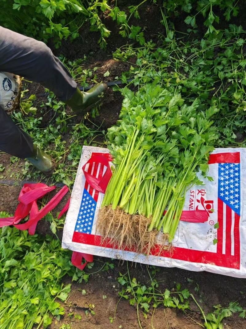 吉林东北西芹香芹大量供应，欢迎全国客商，前来采购洽谈