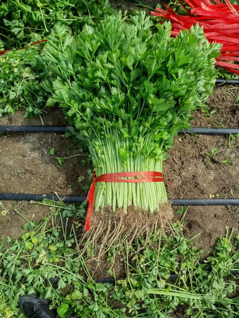 吉林东北西芹香芹大量供应，欢迎全国客商，前来采购洽谈