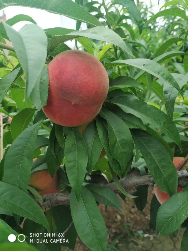陕西毛桃620新颖脆密王毛桃基地直发脆甜多汁量大从优