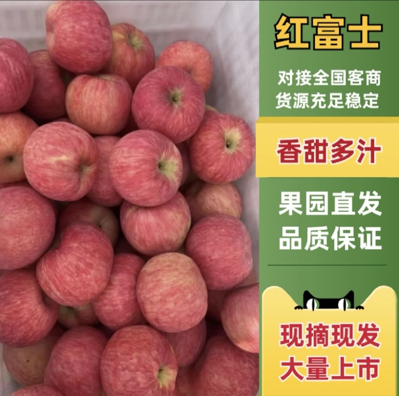 精品红富士苹果批发产地一手货源全国发货【坏果包赔】