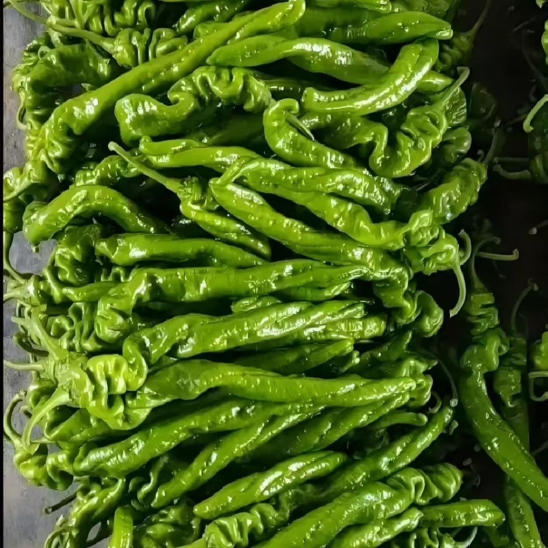 精品螺丝椒，陇椒，螺线椒，大量供应，现摘现发，品质保证