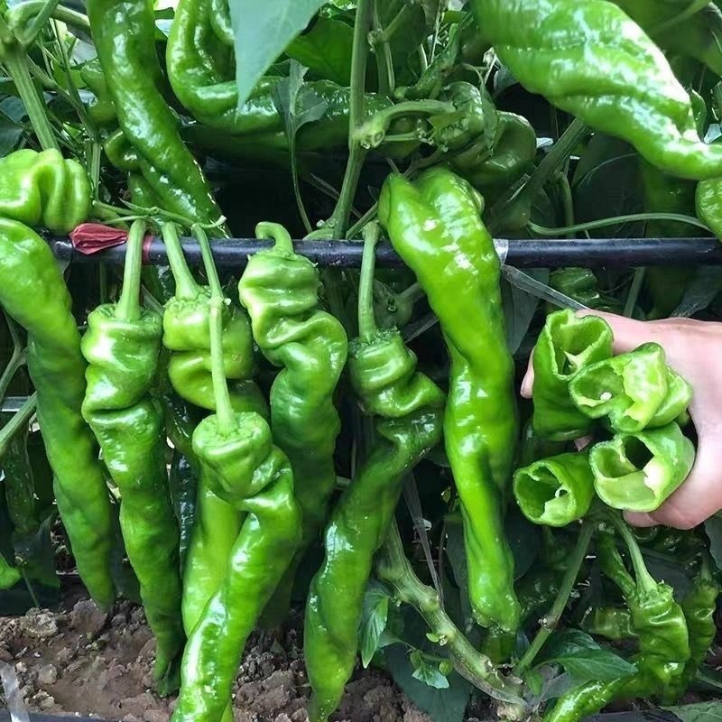精品螺丝椒，陇椒，螺线椒，大量供应，现摘现发，品质保证