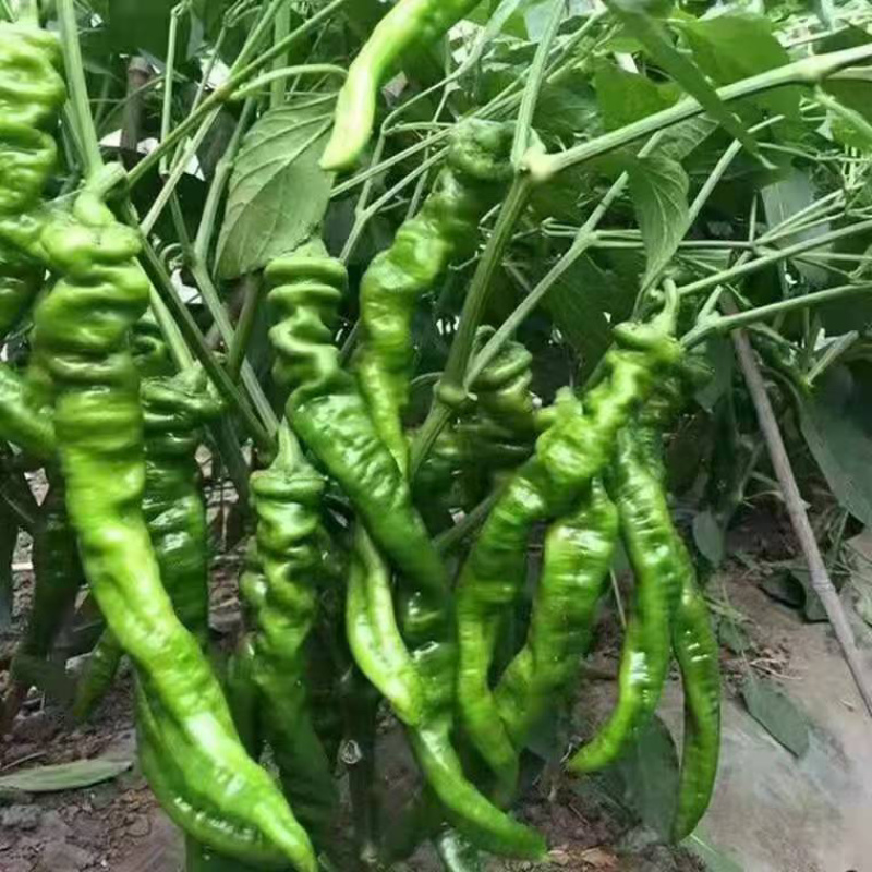 精品螺丝椒，陇椒，螺线椒，大量供应，现摘现发，品质保证