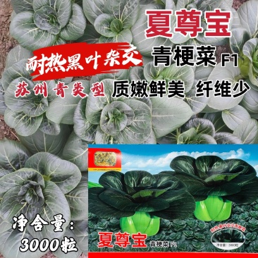 夏尊宝青梗菜种子耐热黑叶大头苏州青菜种子矮脚黑叶菜四季菜