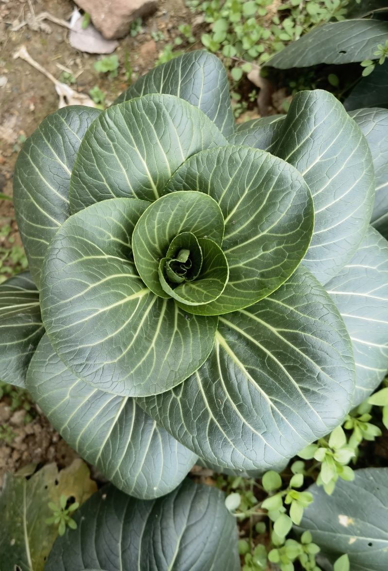 夏尊宝青梗菜种子耐热黑叶大头苏州青菜种子矮脚黑叶菜四季菜