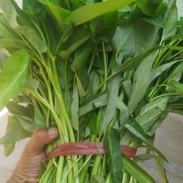 空心菜#药食同源类保健特菜