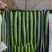 金堂精品密刺黄瓜大量上市质量保证一手货源对接商超市场