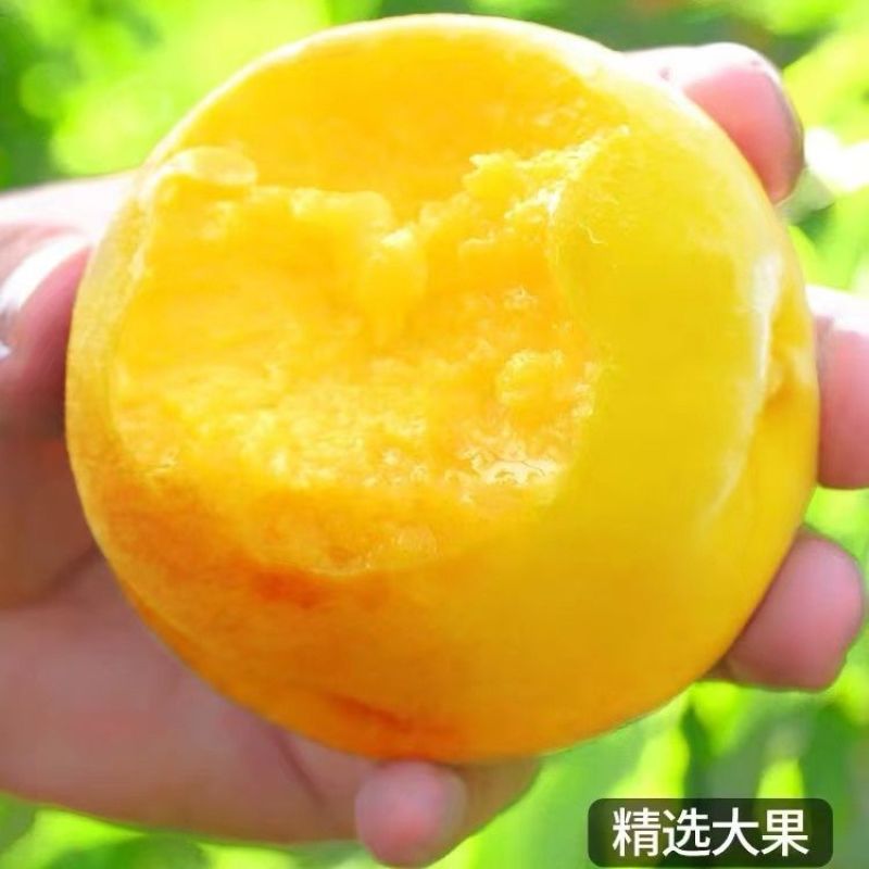 【福椰】正宗黄金蜜甜黄桃新鲜水果当季黄毛桃桃子孕妇水果礼盒装