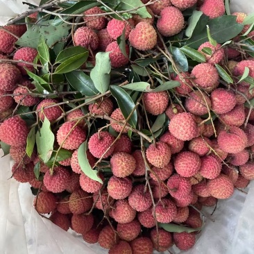 陆丰陂洋镇本地桂味荔枝，有大量货，可批发，价格优惠