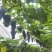 夏黑