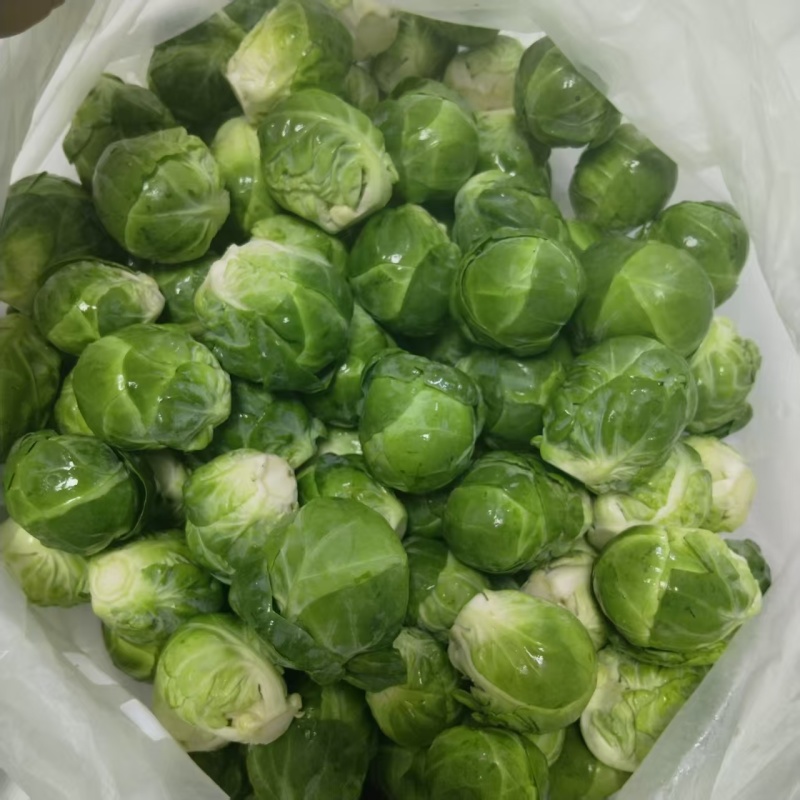 云南昆明抱子甘蓝，基地一手货源直发，品质优良，视频看货