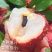 【顺丰上门】广东糯米糍荔枝现摘核小肉厚高端新鲜水果肉厚核小