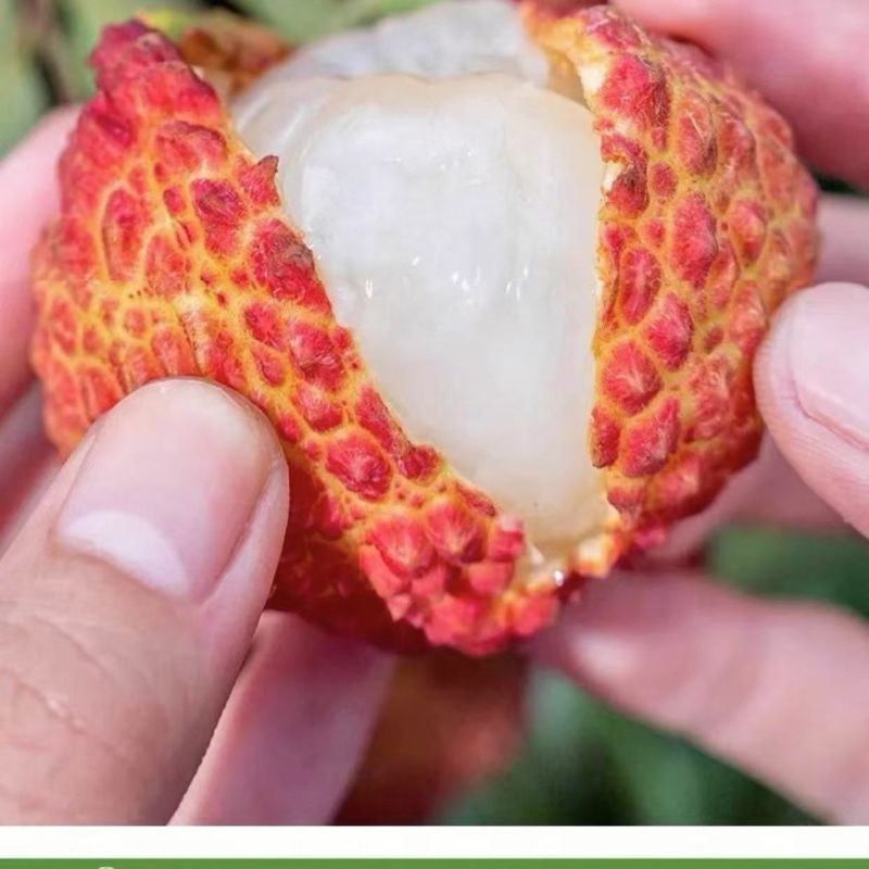 【顺丰上门】广东糯米糍荔枝现摘核小肉厚高端新鲜水果肉厚核小