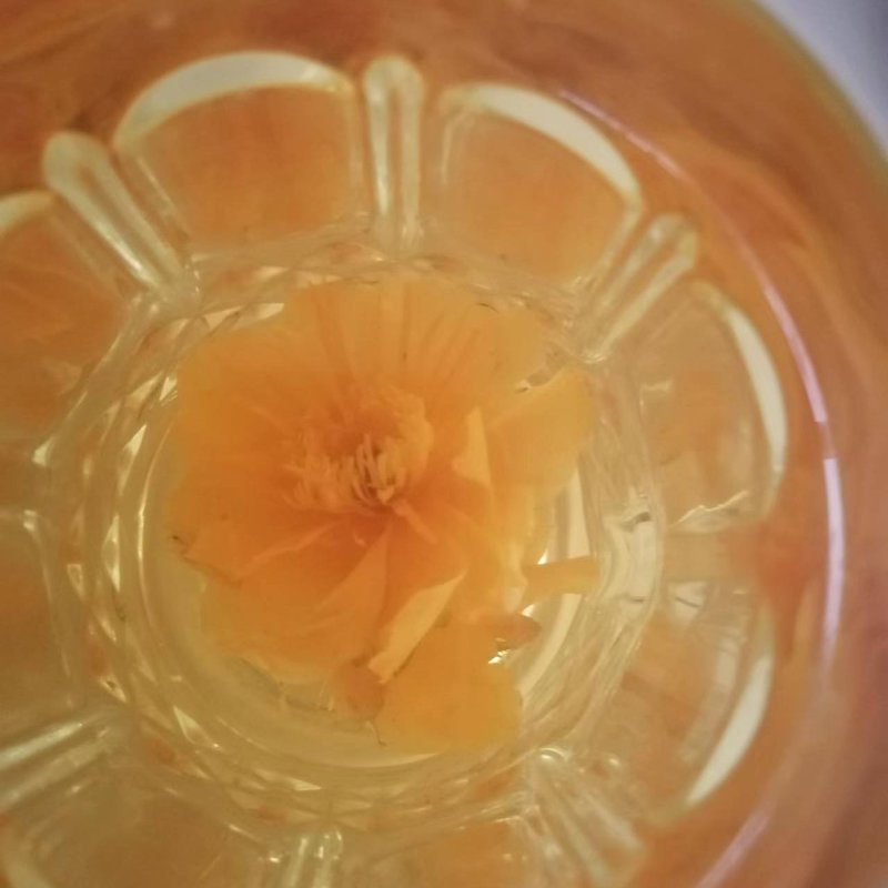 2025年新金莲花茶花产地直销一手货源欢迎合作洽谈