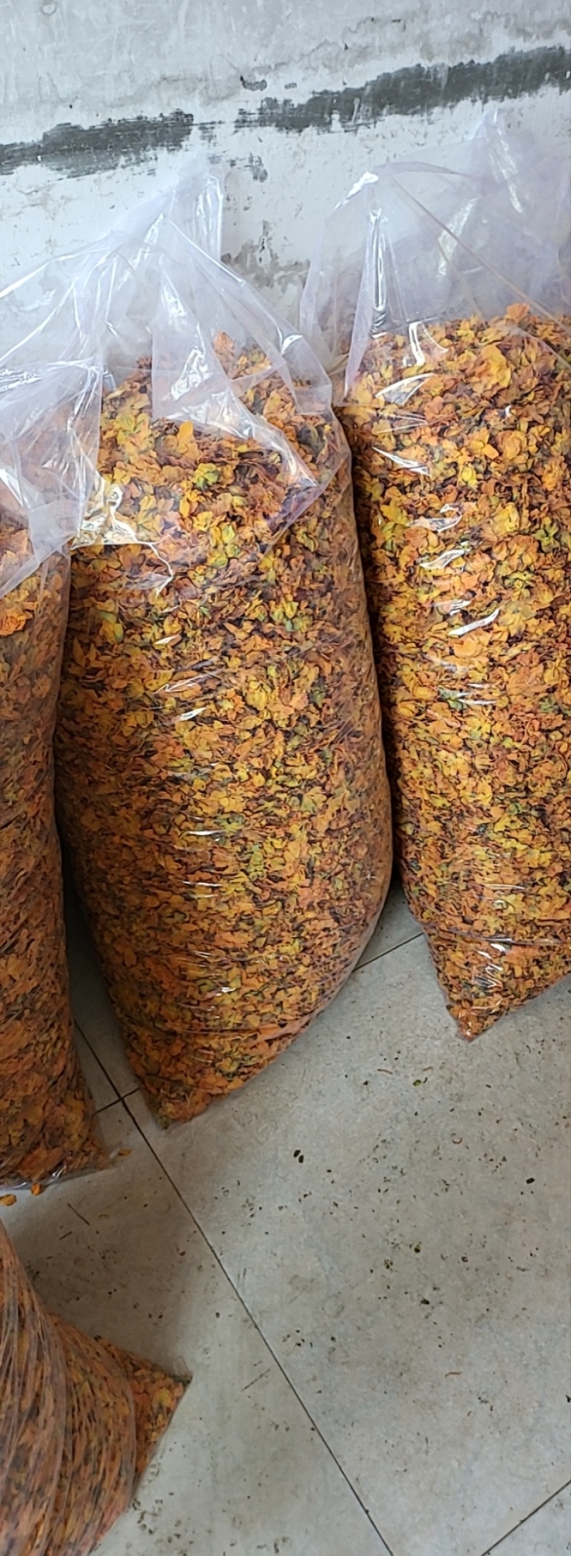 2025年新金莲花茶花产地直销一手货源欢迎合作洽谈