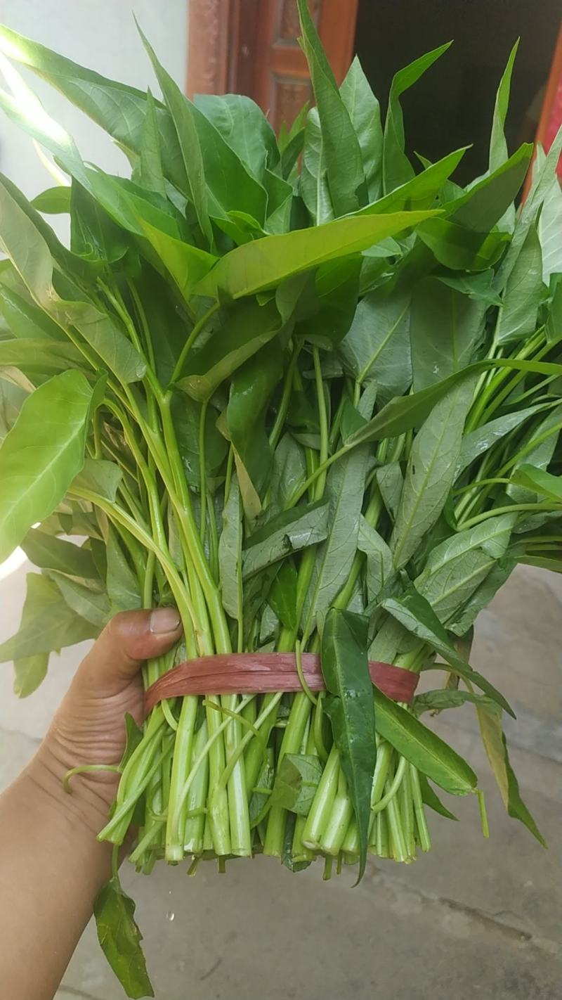 空心菜