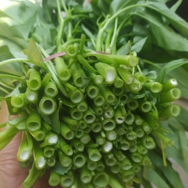 空心菜