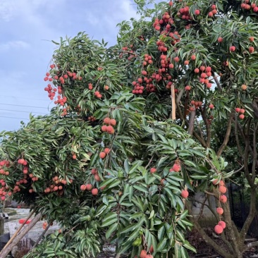 增城桂味荔枝