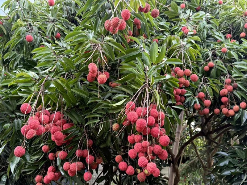 增城桂味荔枝