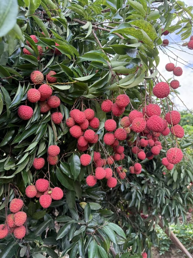 增城桂味荔枝