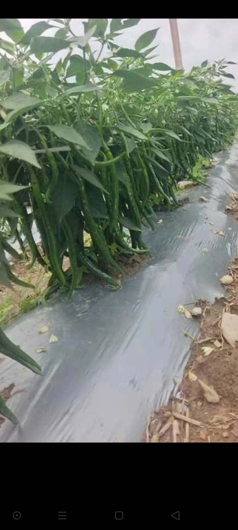 三号线椒
