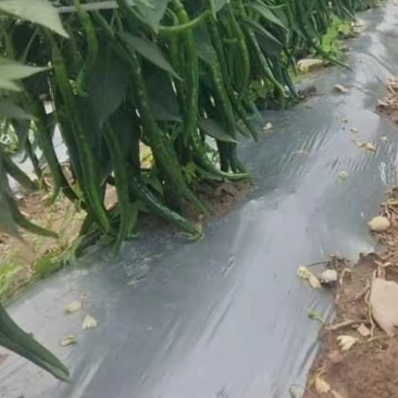 三号线椒
